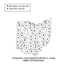 Attēlu rezultāti vaicājumam “Campylium chrysophyllum”