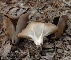 Attēlu rezultāti vaicājumam “Helvella acetabulum”