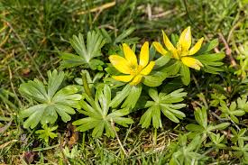 Attēlu rezultāti vaicājumam “Eranthis hyemalis”