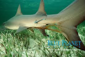 Image result for Negaprion brevirostris