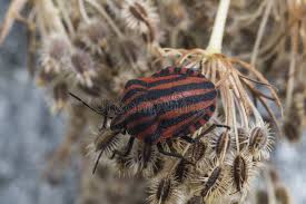 Attēlu rezultāti vaicājumam “Graphosoma lineatum imago”