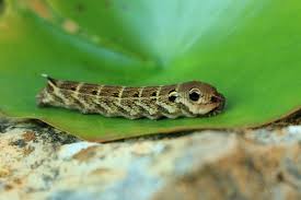 Attēlu rezultāti vaicājumam “Deilephila elpenor larva”