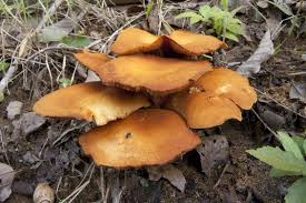 Attēlu rezultāti vaicājumam “Gymnopilus picreus”