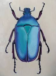 Attēlu rezultāti vaicājumam “Scarabaeidae”