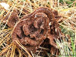 Attēlu rezultāti vaicājumam “Thelephora terrestris”