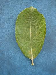 Attēlu rezultāti vaicājumam “Salix cinerea leaf”