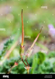 Attēlu rezultāti vaicājumam “Erodium cicutarium fruit”