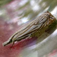 Attēlu rezultāti vaicājumam “Crambus silvella”