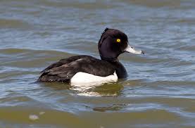 Attēlu rezultāti vaicājumam “Aythya fuligula female”