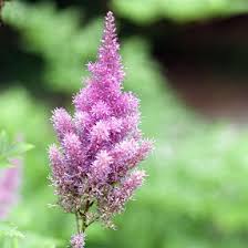 Attēlu rezultāti vaicājumam “Astilbe chinensis bud”