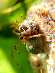 Attēlu rezultāti vaicājumam “Phylloneta sp.”