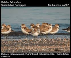Attēlu rezultāti vaicājumam “Calidris falcinellus adult”