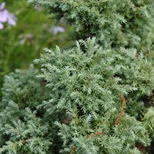 Attēlu rezultāti vaicājumam “Weissia squarrosa”