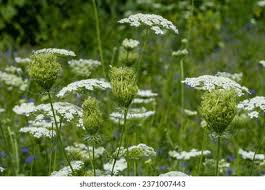 Attēlu rezultāti vaicājumam “Daucus sativus flower”