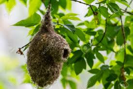 Attēlu rezultāti vaicājumam “Remiz pendulinus nest”