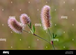 Attēlu rezultāti vaicājumam “Trifolium arvense flower”