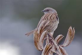 Attēlu rezultāti vaicājumam “Prunella modularis adult”