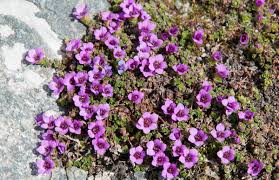 Image result for Steinbrech