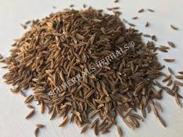 Attēlu rezultāti vaicājumam “Carum carvi”