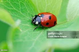 Attēlu rezultāti vaicājumam “Coccinella septempunctata”
