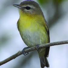 Image result for Vireo philadelphicus