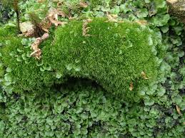 Attēlu rezultāti vaicājumam “| Dicranum”