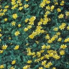 Attēlu rezultāti vaicājumam “Ficaria verna”