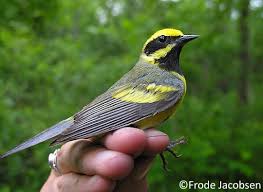 Image result for Vermivora chrysoptera