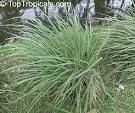 Cymbopogon nardus, Citronella Grass, Nardus, Nard Grass, Mana ...