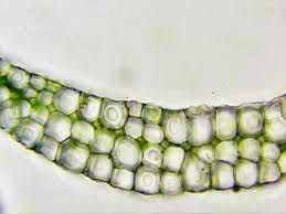 Attēlu rezultāti vaicājumam “Lophozia badensis sporophyte”