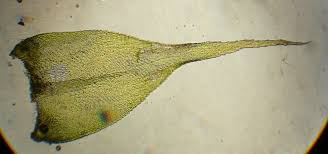 Attēlu rezultāti vaicājumam “Isothecium myosuroides”