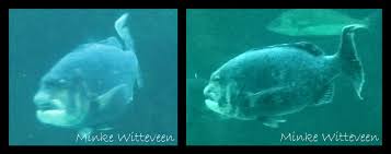 Image result for Cymatoceps nasutus