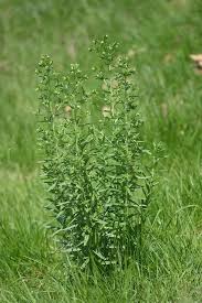 Attēlu rezultāti vaicājumam “Lithospermum officinale”