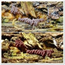 Attēlu rezultāti vaicājumam “Arcyria major”