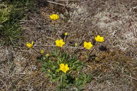 Attēlu rezultāti vaicājumam “Ranunculus bulbosus”