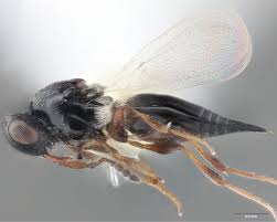 Attēlu rezultāti vaicājumam “Platydictya jungermannioides”