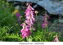 Attēlu rezultāti vaicājumam “Vicia tenuifolia flower”