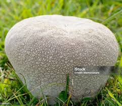 Attēlu rezultāti vaicājumam “Calvatia utriformis”