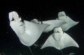 Image result for Mobula munkiana
