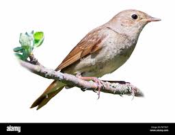 Image result for Luscinia luscinia