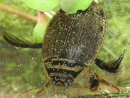Attēlu rezultāti vaicājumam “Acilius sulcatus female”