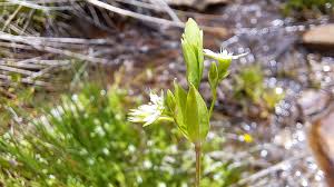 Attēlu rezultāti vaicājumam “Stellaria alsine”