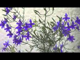 Image result for Consolida ajacis oder Consolida regalis