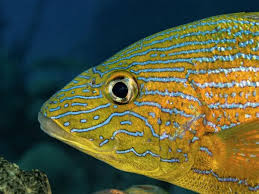 Image result for Haemulon sciurus