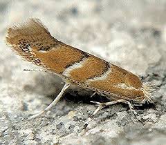 Attēlu rezultāti vaicājumam “Cameraria ohridella”