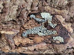 Attēlu rezultāti vaicājumam “Physarum diderma spores”