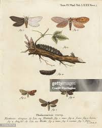 Attēlu rezultāti vaicājumam “Hepialus humuli male”