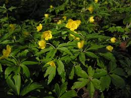 Attēlu rezultāti vaicājumam “Anemone ranunculoides leaf”