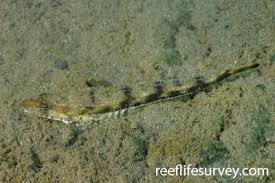 Image result for Platycephalus speculator