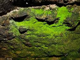 Attēlu rezultāti vaicājumam “Schistostega pennata”